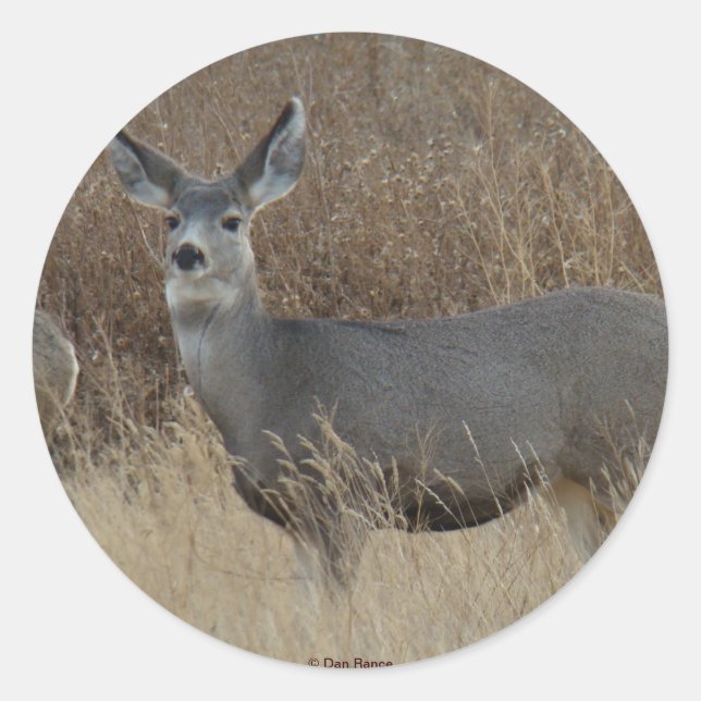 D14 Mule Deer Doe Classic Round Sticker (Front)