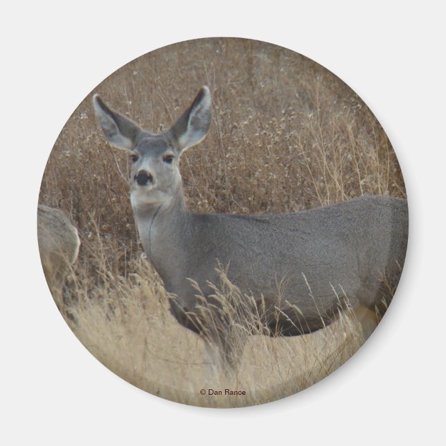 D14 Mule Deer Doe Magnet (Front)