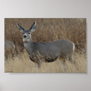 D14 Mule Deer Doe Poster