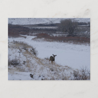 D16 Mule Deer Doe in River Valley Postcard