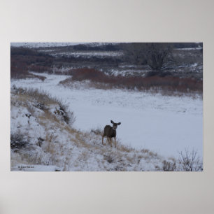 D16 Mule Deer Doe in River Valley Poster