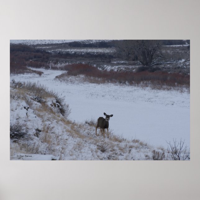 D16 Mule Deer Doe in River Valley Poster (Front)
