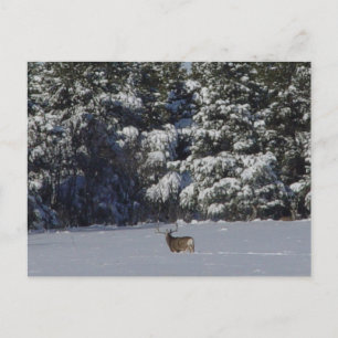 D17 Mule Deer Buck and Snowy Pines Postcard