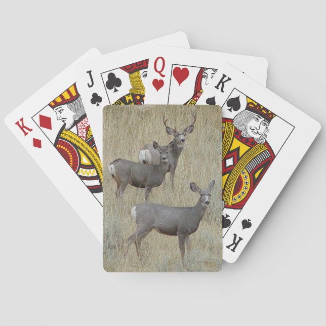 D18 Mule Deer Playing Cards (Back)