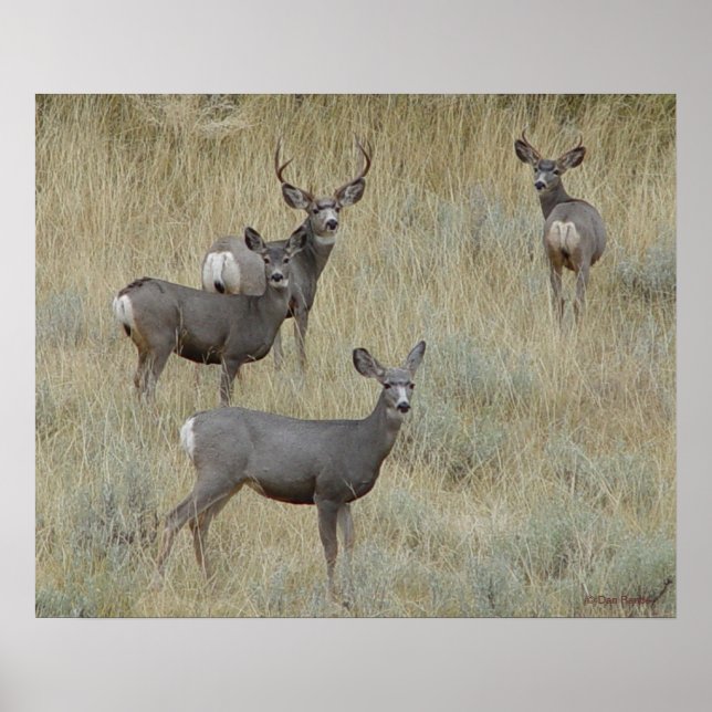 D18 Mule Deer Poster (Front)