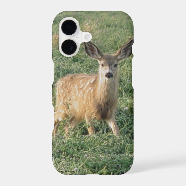 D19 Mule Deer Fawn (Back)