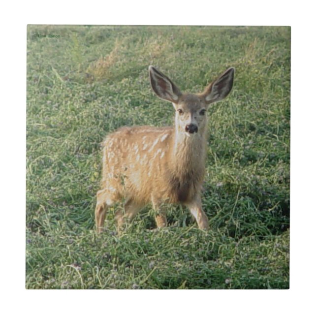 D19 Mule Deer Fawn Tile (Front)