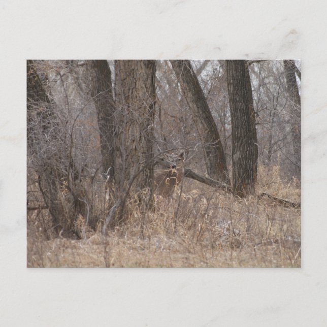 D1 White-tailed Deer Spring Buck in Cottonwoods Postcard (Front)