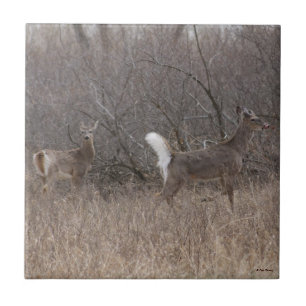D1 White-tailed Deer Spring Bucks In Brush Tile