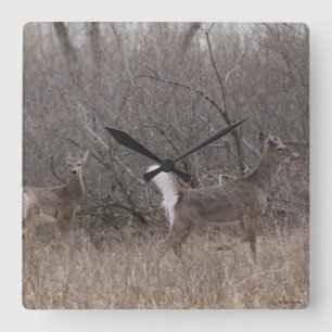 D1 White-tailed Deer Spring Bucks Square Wall Clock
