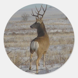 D20 Mule Deer Buck in Snow Classic Round Sticker