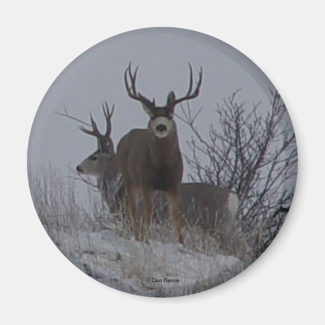 D21c Mule Deer Bucks Magnet (Front)