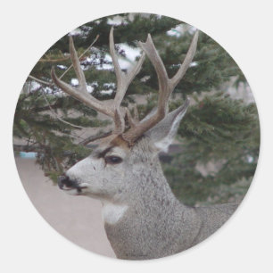 D25 Mule Deer Buck Head Shot Classic Round Sticker