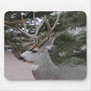 D25 Mule Deer Buck Mouse Pad