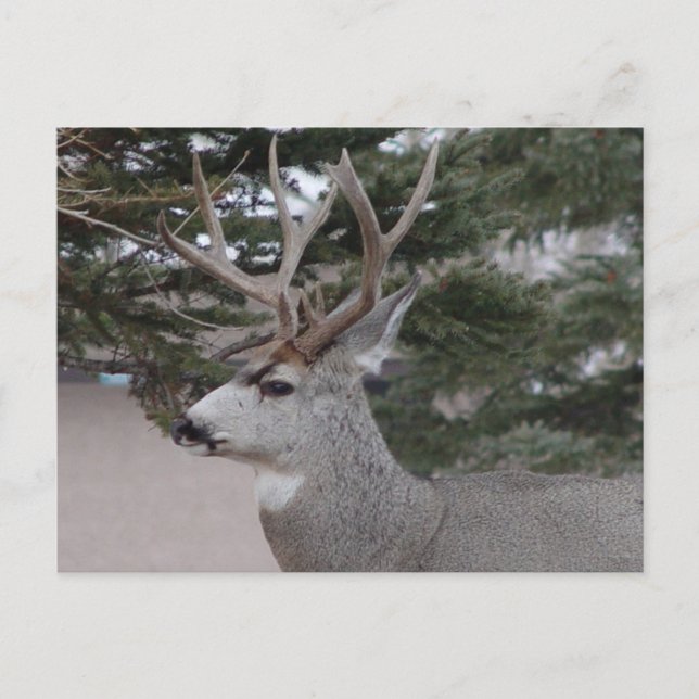 D25 Mule Deer Buck Postcard (Front)