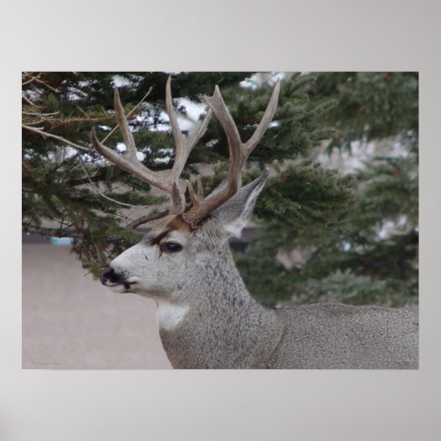 D25 Mule Deer Buck Poster (Front)