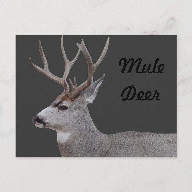 D26 Mule Deer Buck Head and Shoulders Postcard (Front)
