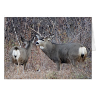 D29 Mule Deer