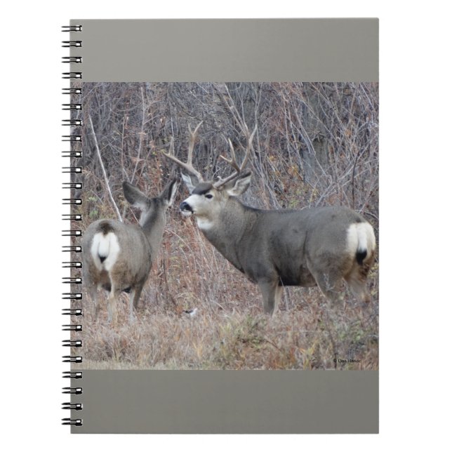 D29 Mule Deer Buck and Doe Notebook (Front)