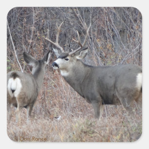 D29 Mule Deer Buck and Doe Square Sticker