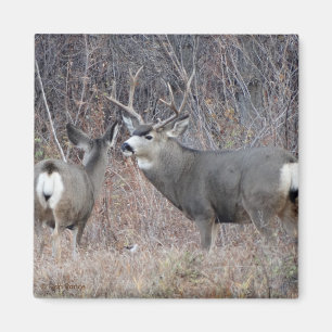 D29 Mule Deer Magnet