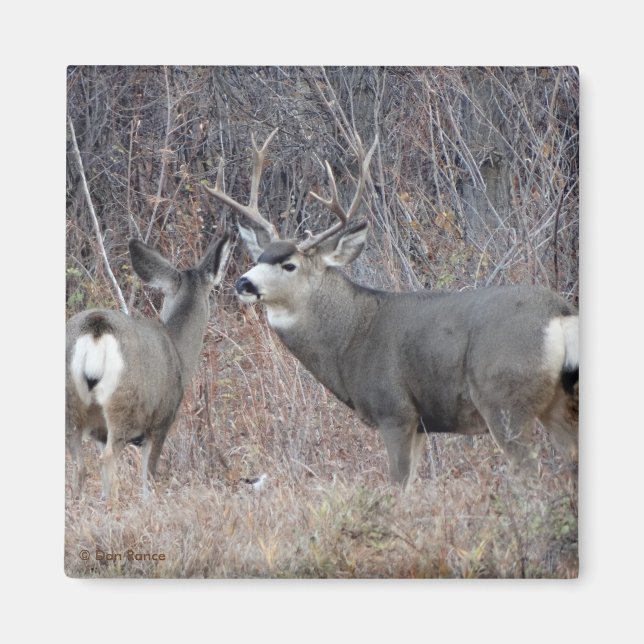 D29 Mule Deer Magnet (Front)