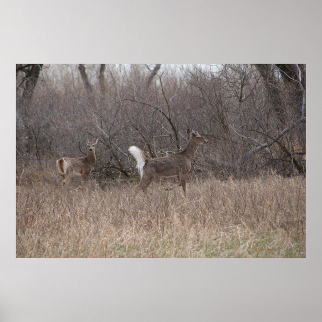 D2 White-tailed Deer Spring Bucks in Cottonwoods Poster (Front)