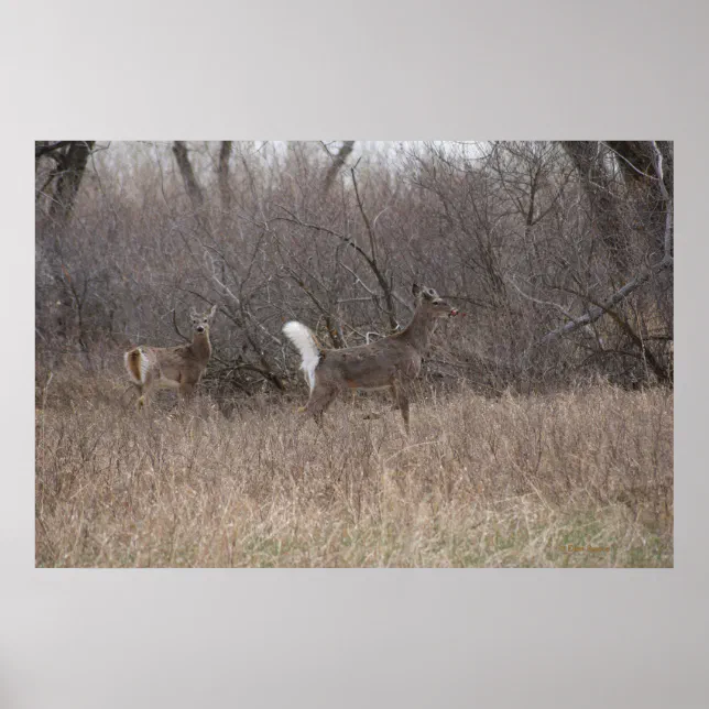D2 White-tailed Deer Spring Bucks in Cottonwoods Poster | Zazzle