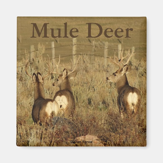 D30 Mule Deer Bucks Magnet (Front)