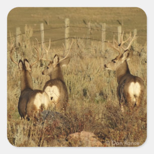 D30 Mule Deer Bucks Square Sticker