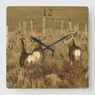 D30 Mule Deer Bucks Square Wall Clock