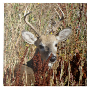 D31 White-tailed Deer in the Weeds Ceramic Tile