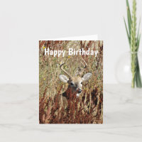 D31 White-tailed Deer in the Weeds