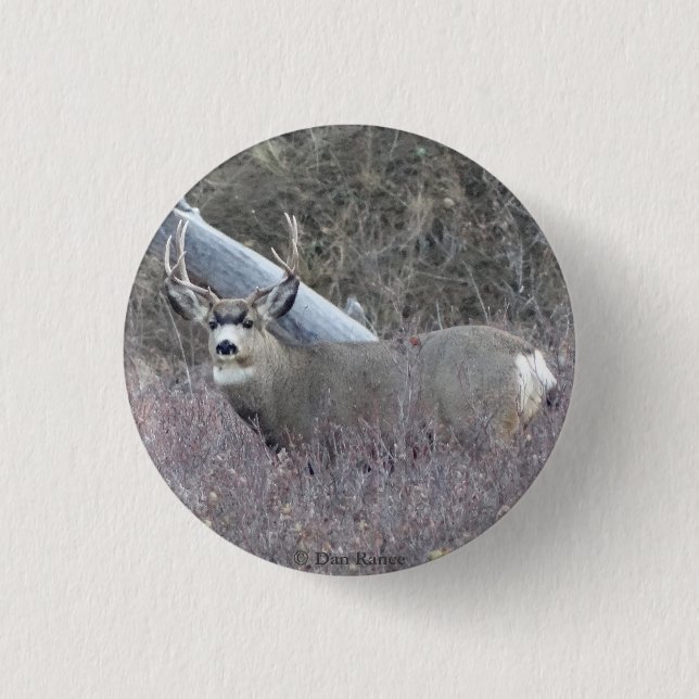 D32 Mule Deer Buck 3 Cm Round Badge (Front)