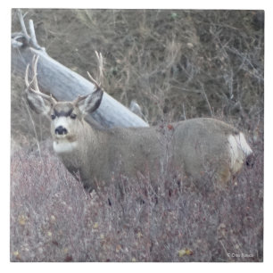 D32 Mule Deer Buck Ceramic Tile