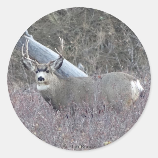 D32 Mule Deer Buck Classic Round Sticker (Front)