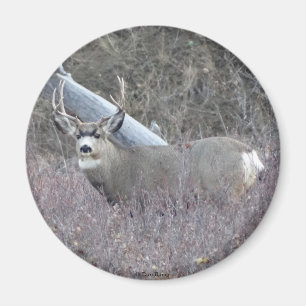 D32 Mule Deer Buck Magnet