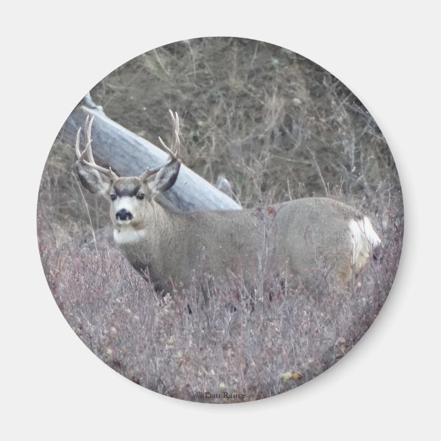 D32 Mule Deer Buck Magnet (Front)