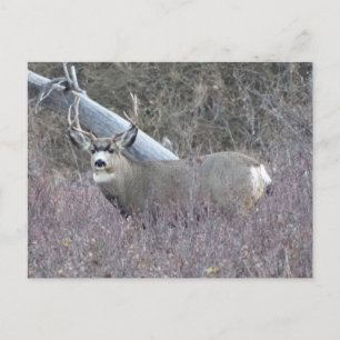 D32 Mule Deer Buck Postcard