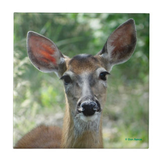 D33 White-tailed Deer Doe Ceramic Tile