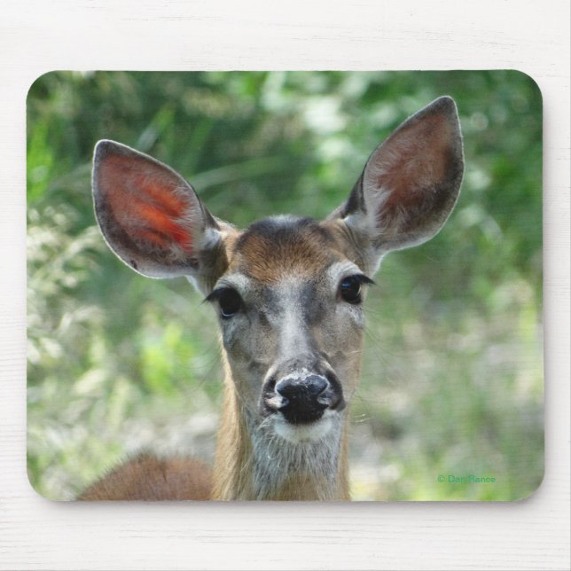 D33 White-tailed Deer Doe mouse pad (Front)