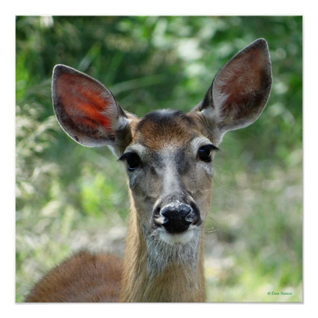 D33 White-tailed Deer Doe poster (Front)