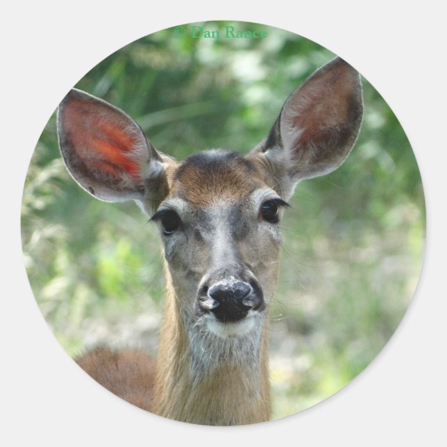 D33 White-tailed Deer Doe sticker (Front)
