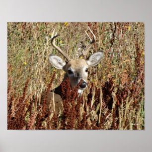 D34 White-tailed Buck in the Weeds Poster