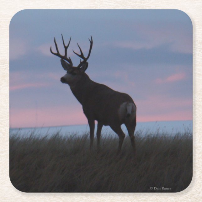 D3 Mule Deer Buck Sunrise Buck Square Paper Coaster (Front)