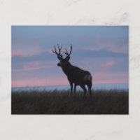 D3 Mule Deer Sunrise Buck
