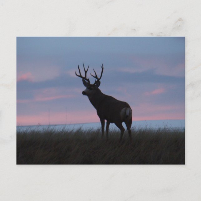 D3 Mule Deer Sunrise Buck Postcard (Front)