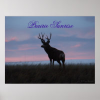 D3 Mule Deer Sunrise Buck