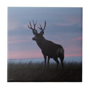 D3 Mule Deer Sunrise Buck Tile