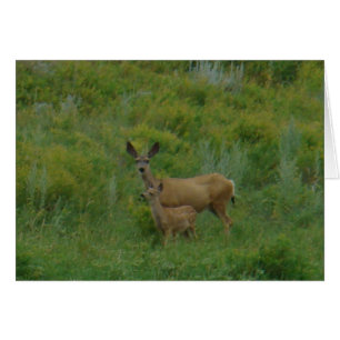 D5 Mule Deer Doe and Fawn